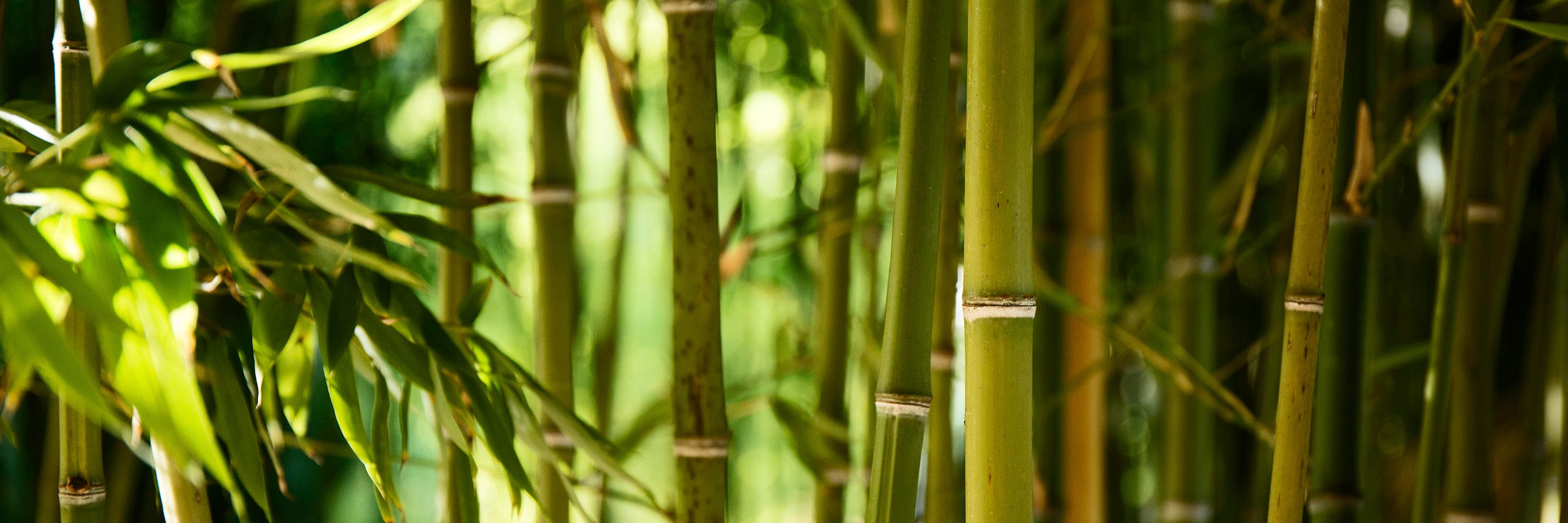 Natural Bamboo Window Treatments
